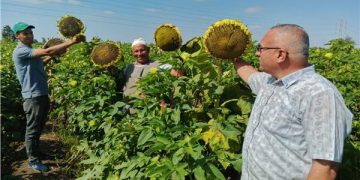 الزراعة تنفذ 468 نشاطًا إرشاديًا في أسبوع.. و 7000 مزارع مستفيد