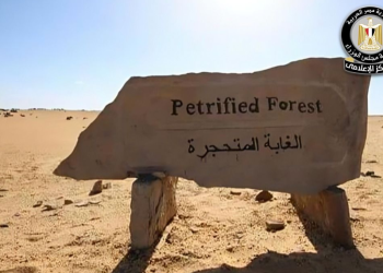 الحكومة توضح حقيقة التعدي على الأشجار المتحجرة بمنطقة التجمع