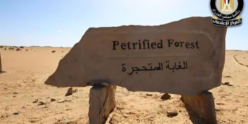 الحكومة توضح حقيقة التعدي على الأشجار المتحجرة بمنطقة التجمع